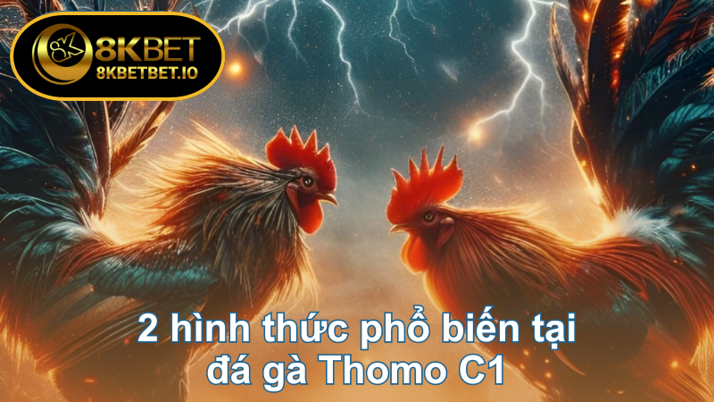 Đá Gà Thomo C1 - Tận Hưởng Sự Bùng Nổ Của Chiến Kê 6 2 hình thức phổ biến tại đá gà Thomo C1