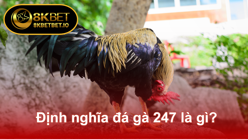 Đá Gà 247 - Sức Hút Đỉnh Cao Của Trò Chơi Giải Trí 8KBET 5 Định nghĩa đá gà 247 là gì?
