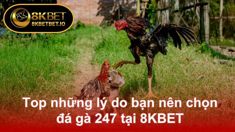 Đá Gà 247 - Sức Hút Đỉnh Cao Của Trò Chơi Giải Trí 8KBET 6 Top những lý do bạn nên chọn đá gà 247 tại 8KBET