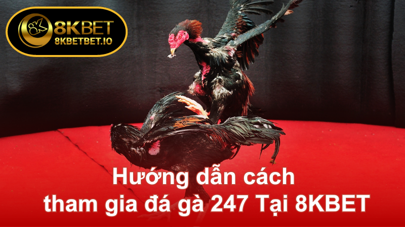 Đá Gà 247 - Sức Hút Đỉnh Cao Của Trò Chơi Giải Trí 8KBET 7 Hướng dẫn cách tham gia đá gà 247 Tại 8KBET
